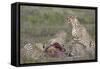 Cheetah (Acinonyx Jubatus) Family at a Kill, Serengeti National Park, Tanzania, East Africa, Africa-James Hager-Framed Stretched Canvas