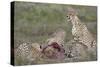 Cheetah (Acinonyx Jubatus) Family at a Kill, Serengeti National Park, Tanzania, East Africa, Africa-James Hager-Stretched Canvas