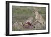 Cheetah (Acinonyx Jubatus) Family at a Kill, Serengeti National Park, Tanzania, East Africa, Africa-James Hager-Framed Photographic Print