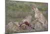 Cheetah (Acinonyx Jubatus) Family at a Kill, Serengeti National Park, Tanzania, East Africa, Africa-James Hager-Mounted Photographic Print