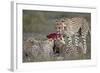 Cheetah (Acinonyx Jubatus) Family at a Kill, Serengeti National Park, Tanzania, East Africa, Africa-James Hager-Framed Photographic Print