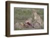 Cheetah (Acinonyx Jubatus) Family at a Kill, Serengeti National Park, Tanzania, East Africa, Africa-James Hager-Framed Photographic Print