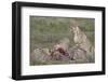 Cheetah (Acinonyx Jubatus) Family at a Kill, Serengeti National Park, Tanzania, East Africa, Africa-James Hager-Framed Photographic Print