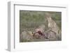 Cheetah (Acinonyx Jubatus) Family at a Kill, Serengeti National Park, Tanzania, East Africa, Africa-James Hager-Framed Photographic Print