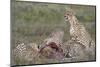 Cheetah (Acinonyx Jubatus) Family at a Kill, Serengeti National Park, Tanzania, East Africa, Africa-James Hager-Mounted Photographic Print