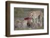 Cheetah (Acinonyx Jubatus) Family at a Kill, Serengeti National Park, Tanzania, East Africa, Africa-James Hager-Framed Photographic Print