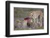 Cheetah (Acinonyx Jubatus) Family at a Kill, Serengeti National Park, Tanzania, East Africa, Africa-James Hager-Framed Photographic Print