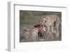 Cheetah (Acinonyx Jubatus) Family at a Kill, Serengeti National Park, Tanzania, East Africa, Africa-James Hager-Framed Photographic Print