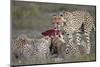 Cheetah (Acinonyx Jubatus) Family at a Kill, Serengeti National Park, Tanzania, East Africa, Africa-James Hager-Mounted Photographic Print