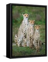 Cheetah (Acinonyx Jubatus) Family, Ndutu, Ngorongoro Conservation Area, Tanzania-null-Framed Stretched Canvas