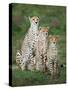 Cheetah (Acinonyx Jubatus) Family, Ndutu, Ngorongoro Conservation Area, Tanzania-null-Stretched Canvas