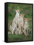 Cheetah (Acinonyx Jubatus) Family, Ndutu, Ngorongoro Conservation Area, Tanzania-null-Framed Stretched Canvas