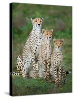 Cheetah (Acinonyx Jubatus) Family, Ndutu, Ngorongoro Conservation Area, Tanzania-null-Stretched Canvas