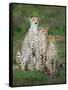 Cheetah (Acinonyx Jubatus) Family, Ndutu, Ngorongoro Conservation Area, Tanzania-null-Framed Stretched Canvas