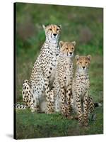 Cheetah (Acinonyx Jubatus) Family, Ndutu, Ngorongoro Conservation Area, Tanzania-null-Stretched Canvas