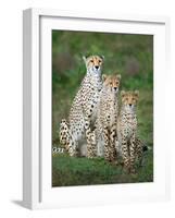 Cheetah (Acinonyx Jubatus) Family, Ndutu, Ngorongoro Conservation Area, Tanzania-null-Framed Photographic Print