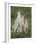 Cheetah (Acinonyx Jubatus) Family, Ndutu, Ngorongoro Conservation Area, Tanzania-null-Framed Photographic Print