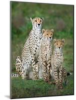 Cheetah (Acinonyx Jubatus) Family, Ndutu, Ngorongoro Conservation Area, Tanzania-null-Mounted Photographic Print