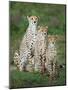 Cheetah (Acinonyx Jubatus) Family, Ndutu, Ngorongoro Conservation Area, Tanzania-null-Mounted Photographic Print