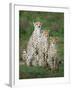 Cheetah (Acinonyx Jubatus) Family, Ndutu, Ngorongoro Conservation Area, Tanzania-null-Framed Photographic Print