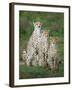 Cheetah (Acinonyx Jubatus) Family, Ndutu, Ngorongoro Conservation Area, Tanzania-null-Framed Photographic Print