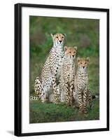 Cheetah (Acinonyx Jubatus) Family, Ndutu, Ngorongoro Conservation Area, Tanzania-null-Framed Photographic Print