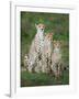 Cheetah (Acinonyx Jubatus) Family, Ndutu, Ngorongoro Conservation Area, Tanzania-null-Framed Photographic Print