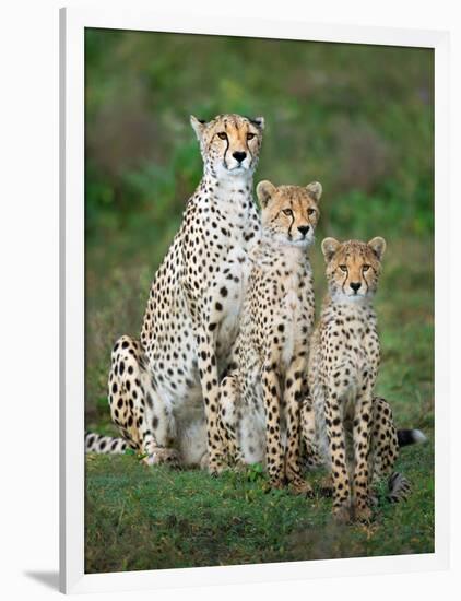 Cheetah (Acinonyx Jubatus) Family, Ndutu, Ngorongoro Conservation Area, Tanzania-null-Framed Photographic Print