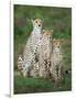 Cheetah (Acinonyx Jubatus) Family, Ndutu, Ngorongoro Conservation Area, Tanzania-null-Framed Photographic Print