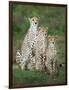 Cheetah (Acinonyx Jubatus) Family, Ndutu, Ngorongoro Conservation Area, Tanzania-null-Framed Photographic Print