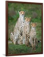 Cheetah (Acinonyx Jubatus) Family, Ndutu, Ngorongoro Conservation Area, Tanzania-null-Framed Photographic Print