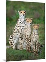 Cheetah (Acinonyx Jubatus) Family, Ndutu, Ngorongoro Conservation Area, Tanzania-null-Mounted Photographic Print