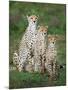 Cheetah (Acinonyx Jubatus) Family, Ndutu, Ngorongoro Conservation Area, Tanzania-null-Mounted Photographic Print