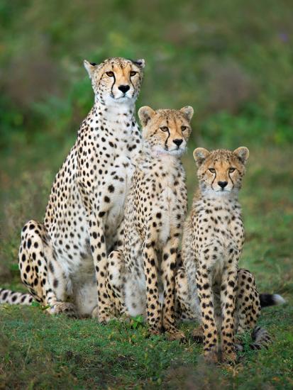 Premium Photographic Print, , large