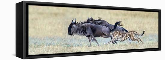 Cheetah (Acinonyx Jubatus) Hunting Blue Wildebeests (Connochaetes Taurinus)-null-Framed Stretched Canvas