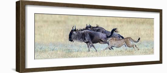 Cheetah (Acinonyx Jubatus) Hunting Blue Wildebeests (Connochaetes Taurinus)-null-Framed Photographic Print