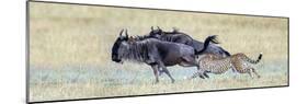 Cheetah (Acinonyx Jubatus) Hunting Blue Wildebeests (Connochaetes Taurinus)-null-Mounted Photographic Print