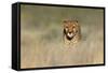 Cheetah (Acinonyx Jubatus) in a Field, Etosha National Park, Namibia-null-Framed Stretched Canvas