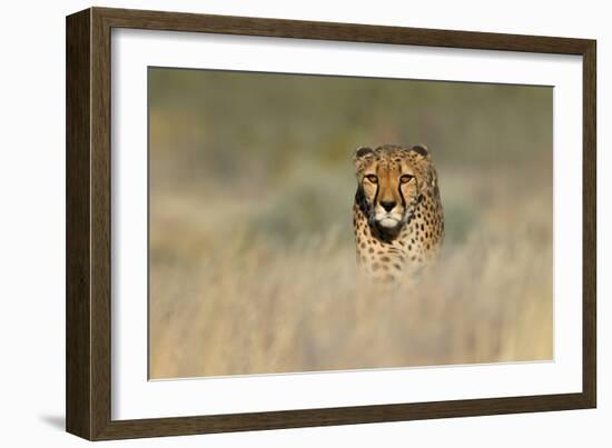 Cheetah (Acinonyx Jubatus) in a Field, Etosha National Park, Namibia-null-Framed Photographic Print