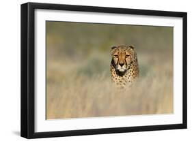 Cheetah (Acinonyx Jubatus) in a Field, Etosha National Park, Namibia-null-Framed Photographic Print