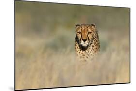 Cheetah (Acinonyx Jubatus) in a Field, Etosha National Park, Namibia-null-Mounted Photographic Print