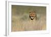 Cheetah (Acinonyx Jubatus) in a Field, Etosha National Park, Namibia-null-Framed Photographic Print