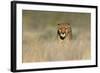 Cheetah (Acinonyx Jubatus) in a Field, Etosha National Park, Namibia-null-Framed Photographic Print