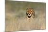 Cheetah (Acinonyx Jubatus) in a Field, Etosha National Park, Namibia-null-Mounted Photographic Print