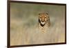 Cheetah (Acinonyx Jubatus) in a Field, Etosha National Park, Namibia-null-Framed Photographic Print