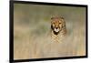 Cheetah (Acinonyx Jubatus) in a Field, Etosha National Park, Namibia-null-Framed Photographic Print