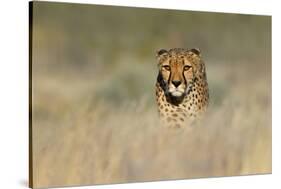 Cheetah (Acinonyx Jubatus) in a Field, Etosha National Park, Namibia-null-Stretched Canvas