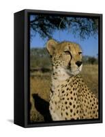 Cheetah (Acinonyx Jubatus) in Captivity, Namibia, Africa-Steve & Ann Toon-Framed Stretched Canvas