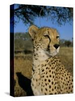 Cheetah (Acinonyx Jubatus) in Captivity, Namibia, Africa-Steve & Ann Toon-Stretched Canvas