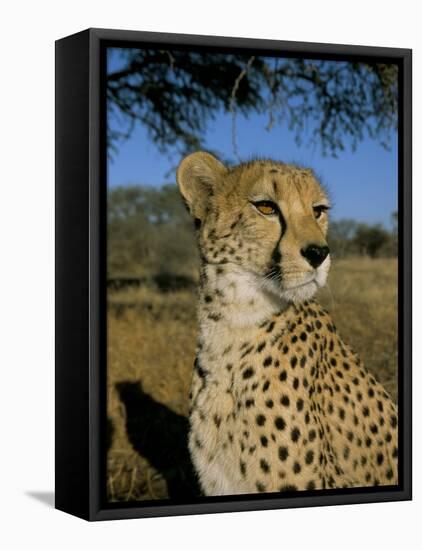 Cheetah (Acinonyx Jubatus) in Captivity, Namibia, Africa-Steve & Ann Toon-Framed Stretched Canvas